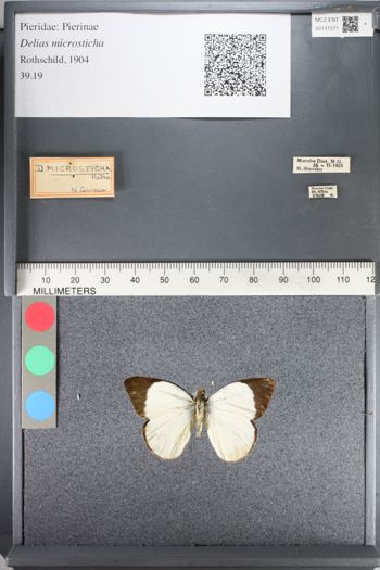 Media type: image;   Entomology 131571